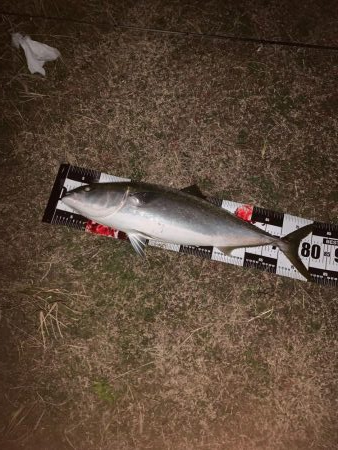 オカッパリにてブリ83cm